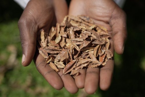 A lab technician holds indigenous seeds at the Genetic Resources Research Institute seed bank in Kiambu, Kenya, Nov. 14, 2024. (AP Photo/Brian Inganga)