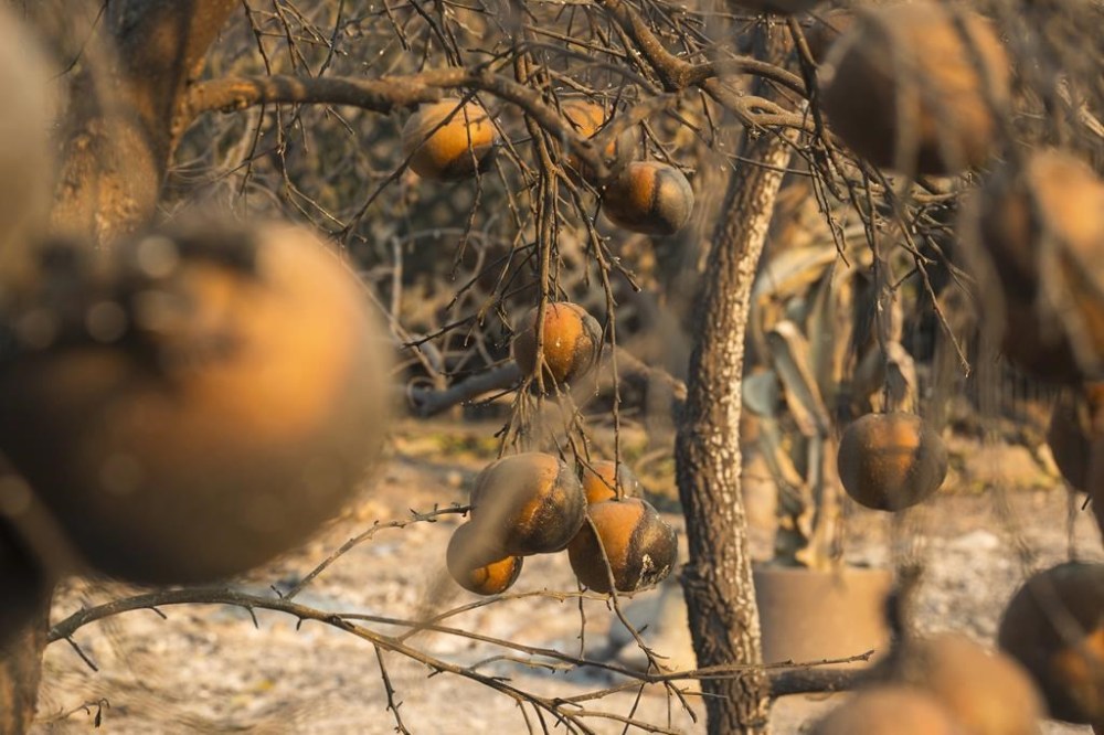 Citrus fruit burnt in the Eaton Fire in Altadena, Calif., Friday, Jan. 10, 2025. (AP Photo/Nic Coury)
