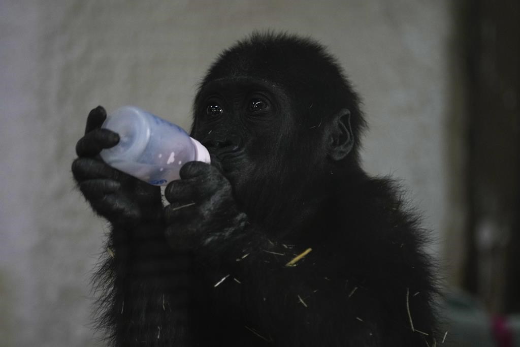 飛行機の貨物室から救出された若いゴリラ、イスタンブール動物園で回復 – Winnipeg Free Press
