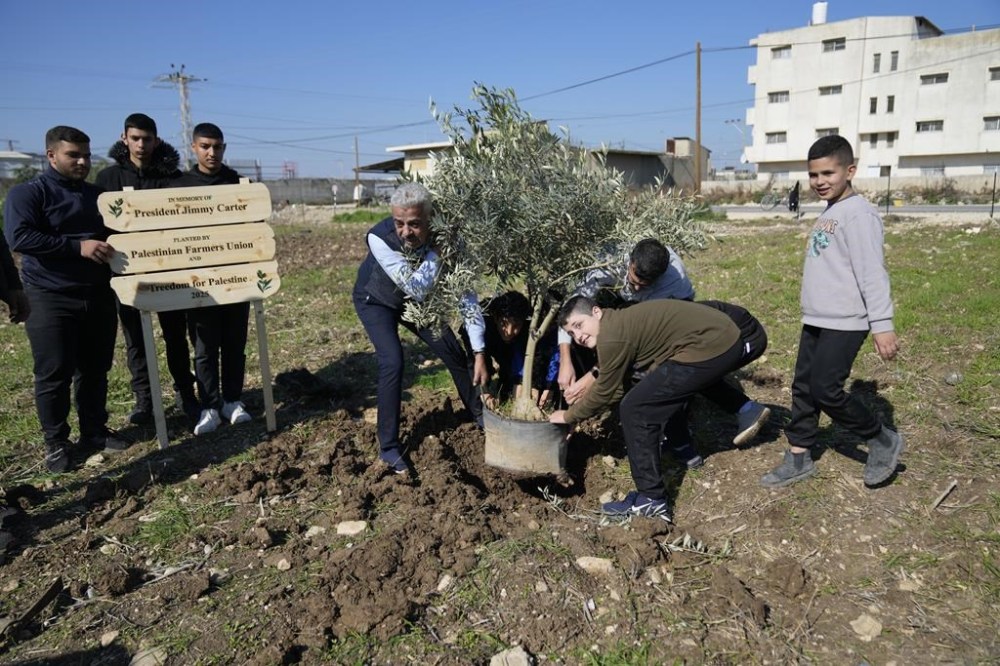 Palestinian farmers plant the first olive tree ahead of the replant of a 10 dunam, 2.5 acres, of land with 250 olive trees, part of the joint Freedom Farm project of the Palestinian Farmers Union and the Treedom for Palestine 2025 in memory of President Jimmy Carter, in the West Bank city of Tulkarem Monday, Jan. 13, 2025. (AP Photo/Nasser Nasser)