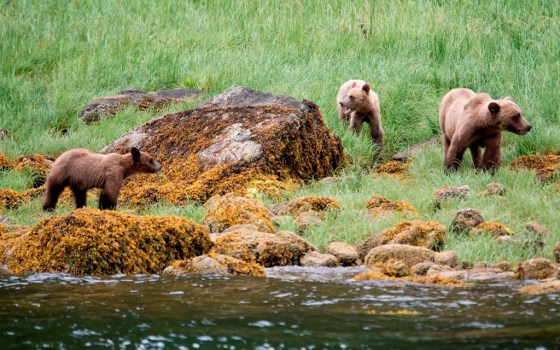 A grizzly bear and its two cubs in the Khutzeymateen Inlet near Prince Rupert, B.C., in 2018. (Jonathan Hayward / The Canadian Press files)