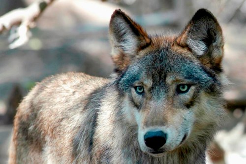This July 16, 2004, photo shows a grey wolf at the Wildlife Science Center in Forest Lake, Minn. Colorado Parks and Wildlife has begin a capture operation of grey wolves in British Columbia in an effort to return the wolf to the state. THE CANADIAN PRESS/AP, Dawn Villella