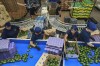 FILE - Workers sort avocados at a packing plant in Uruapan, Mexico, Nov. 27, 2024. (AP Photo/Armando Solis, File)