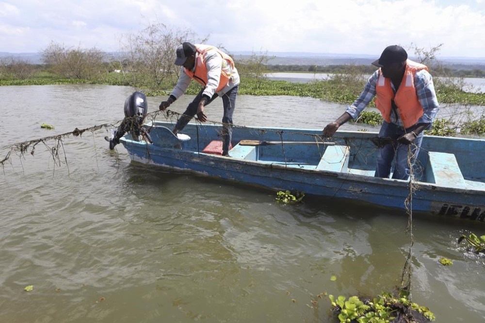 Fishermen recover an abandoned fishing net destroyed by hyacinth in Lake Naivasha in Nakuru county, Kenya's Rift Valley, Friday, Dec. 13, 2024. (AP Photo/Andrew Kasuku)