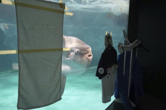 A sunfish swims near cardboard cutouts of people in uniforms at Shimonoseki Marine Science Museum