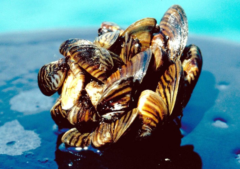 A group of zebra mussels is shown in an undated handout photo. THE CANADIAN PRESS/AP-U.S. Department of Agriculture, *MANDATORY CREDIT*