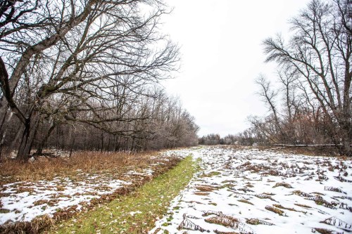MIKAELA MACKENZIE / WINNIPEG FREE PRESS

The forest near Lemay Avenue on Monday, Nov. 6, 2023. The 22 acres of land is slated to be developed.
Winnipeg Free Press 2023.
