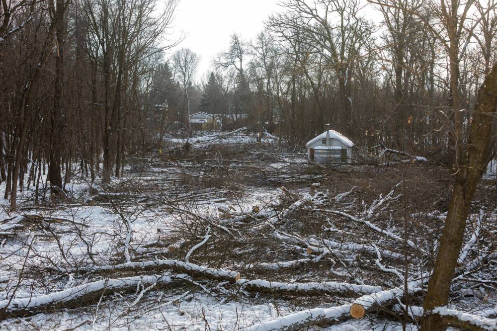 MIKE DEAL / FREE PRESS FILES
The area of the Lemay Forest where the trees were cut down in late December 2024.