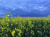 (Submitted)
                                A field of canola near Virden, MB. Canada ships close to $9 billion worth of canola annually to the U.S., accounting for more than half the value of its canola product exports.