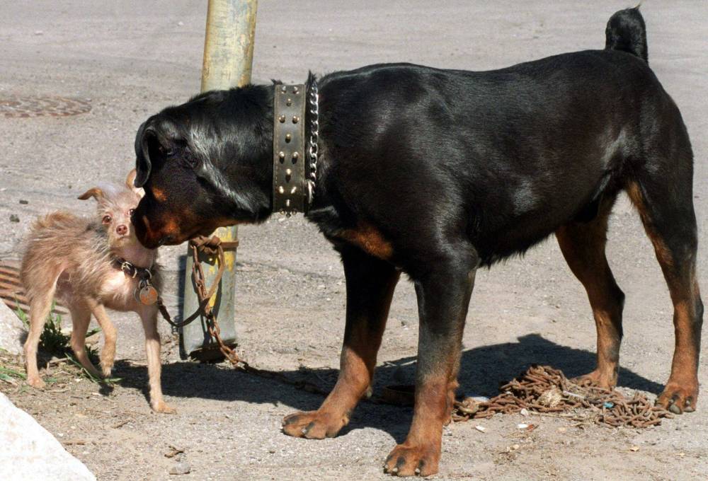 Ted Brellisford / The Canadian Press Files
Cosmetic alterations like tail docking for some breeds such as Rottweilers is still recognized as an acceptable practice by the American Kennel Club. The Manitoba Veterinary Medical Association voted 125-17 in favour of banning the practice at their annual general meeting on Friday.