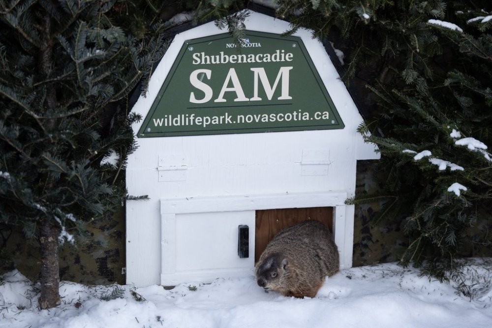 Shubenacadie Sam exits her burrow at a Groundhog Day event at the Shubenacadie Wildlife Park in Nova Scotia on Sunday, Feb. 2, 2025. Sam saw her shadow and predicts six more weeks of winter. THE CANADIAN PRESS/Darren Calabrese