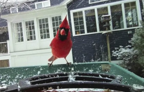 A cardinal on Judy Ashley's bird feeder in Ipswich, Mass. (Judy Ashley via The Associated Press)