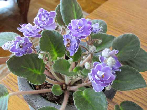 The African violet is the perfect houseplant. (Susan Kotello)