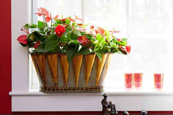 Anthurium grows best in a medium- or brightly lit window. (Costa Farms)