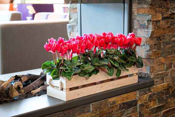 Cyclamen plants need a cool room and moderate watering. (Schoneveld Breeding)