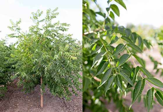 The Stallion Amur cork tree (Jeffries Nurseries)