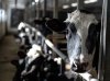 Cows are seen in a dairy farm in Granby, Que., on Feb. 5. THE CANADIAN PRESS/Christinne Muschi