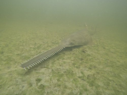 FILE - This image provided by NOAA shows a smalltooth sawfish. (NOAA via AP, file)