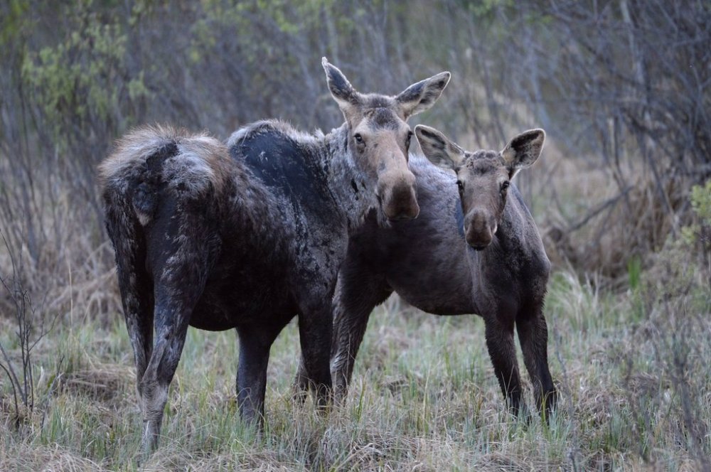 Two moose are shown along a road near Lac la Biche, Alta., on Tuesday May 10, 2016. THE CANADIAN PRESS/Jonathan Hayward