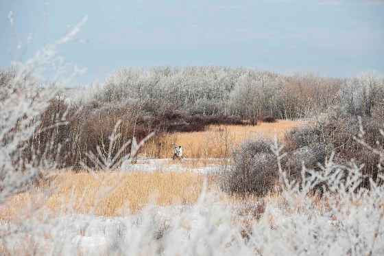 Barbro Dick (left) and Nancy Brown walk through a frosty landscape at FortWhyte Alive last Thursday. (Mikaela MacKenzie / Free Press)