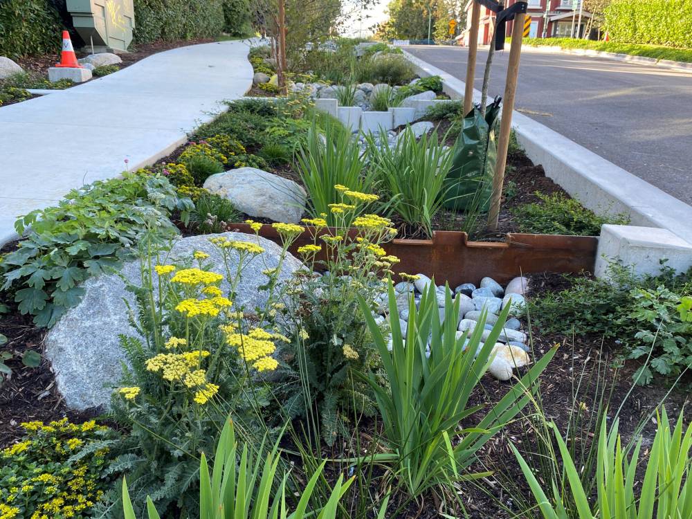 City of Vancouver photo
                                Deep-rooted native perennials and grasses can help filter rainwater and improve water quality.