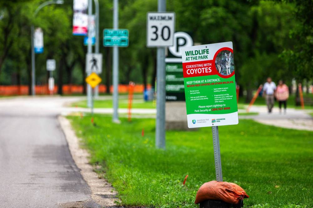 MIKAELA MACKENZIE / FREE PRESS 
                                Signs warn visitors of coyotes at Assiniboine Park last summer.