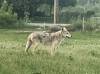 Nikki Slater photo
                                Coyote sightings have dropped, but grisly evidence points to their continued presence. The coyote pictured was spotted in 2023.