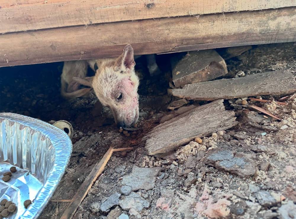 Nicole Sellers Photo
An emergency dispatcher in western Manitoba who volunteers to rescue dogs and cats says many Manitoba First Nations have issues with wild dogs, but the situation is particularly dire in Sandy Bay, which is located about an hour north of Portage la Prairie.