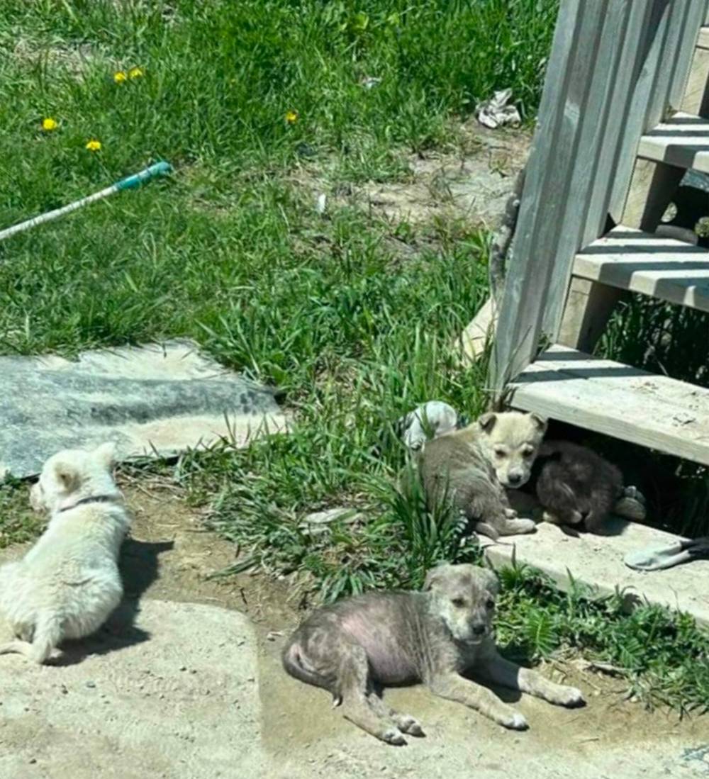 Nicole Sellers Photo
Last March, 45 animal welfare organizations called for $2.5 million annually from the province for spay and neuter programs, as well as an action plan to address puppy mills and backyard breeding practices.