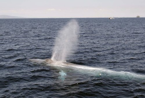 A Blue whale surfaces in front of a ship during a whale watching trip on the Pacific Ocean from Long Beach, Calif., on July 20, 2014. THE CANADIAN PRESS/AP-Nick Ut