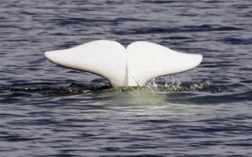 A beluga whale shows his tail in the St.Lawrence River near Tadoussac Que., Monday, July 24, 2006.  THE CANADIAN PRESS/Jacques Boissinot