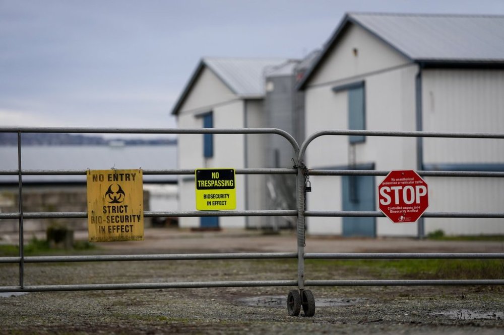 Biosecurity warning signs are seen on a locked gate at a commercial poultry farm in Abbotsford, B.C., on Monday, November 25, 2024. THE CANADIAN PRESS/Darryl Dyck