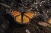 FILE - A Monarch butterfly rests near a stream at Piedra Herrada sanctuary in the mountains near Valle de Bravo, Mexico, Jan. 4, 2023. (AP Photo/Marco Ugarte, File)