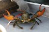 FILE - A lobster rears its claws after being caught off Spruce Head, Maine, Aug. 31, 2021. AP Photo/Robert F. Bukaty, File)