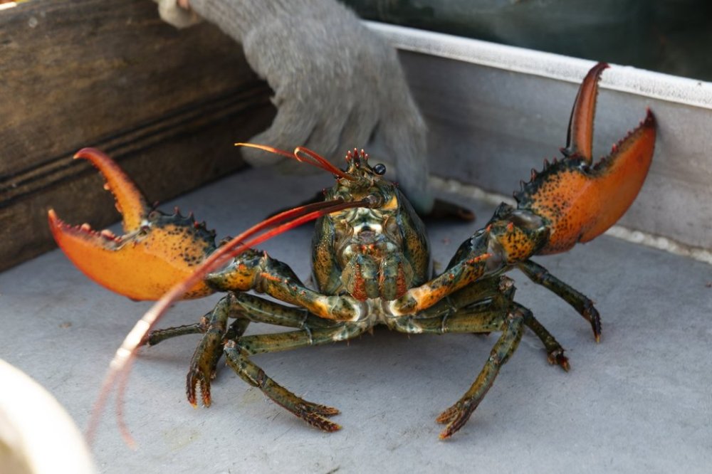 FILE - A lobster rears its claws after being caught off Spruce Head, Maine, Aug. 31, 2021. AP Photo/Robert F. Bukaty, File)