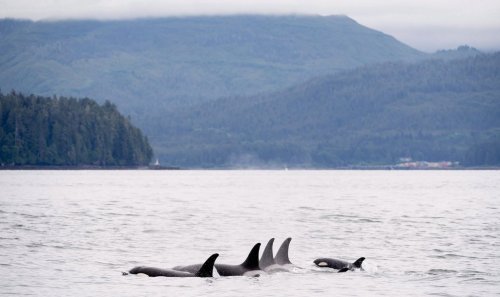 Killer whales surface in Chatham Sound near Prince Rupert, B.C., Friday, June, 22, 2018. THE CANADIAN PRESS Jonathan Hayward