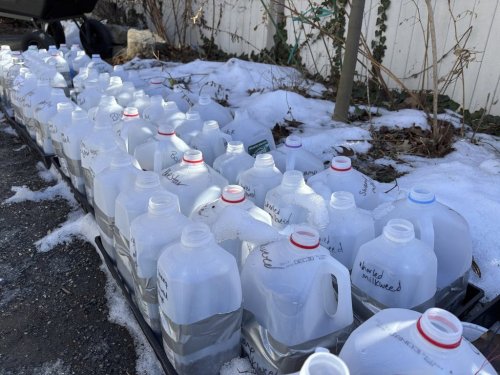 Milk jugs are repurposed as mini greenhouses for winter seed sowing in Westchester County, New York. (AP/Julia Rubin)