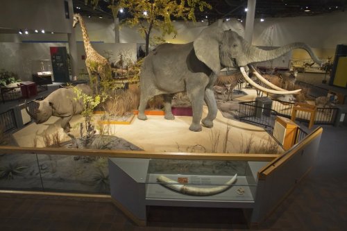 This photo provided by the Great Plains Zoo in February 2025 shows taxidermy animals from the Brockhouse Collection at the Delbridge Museum of Natural History in Sioux Falls, S.D. (Great Plains Zoo via AP)