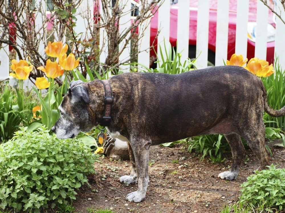 This April 23, 2019, image provided by Jessica Damiano shows Maddie, a pitbull mix, standing in a vacant spot between plants in a Long Island, N.Y, garden. Dense garden-bed designs that don't allow for such unplanted patches discourage entry by plant-trampling dogs who enjoy running laps. (Jessica Damiano via AP)