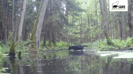 A rare black wolf crossing a stream in a Polish forest last summer. (SAVE Wildlife Conservation Fund Poland via The Associated Press)