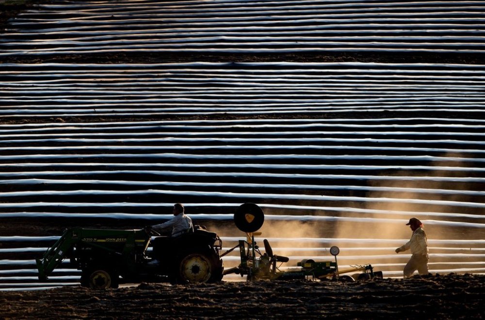 A man drives a tractor as another follows behind while laying down rows of plastic in preparation to grow cantaloupes at a farm in Osoyoos, B.C., on Sunday May 13, 2018. THE CANADIAN PRESS/Darryl Dyck