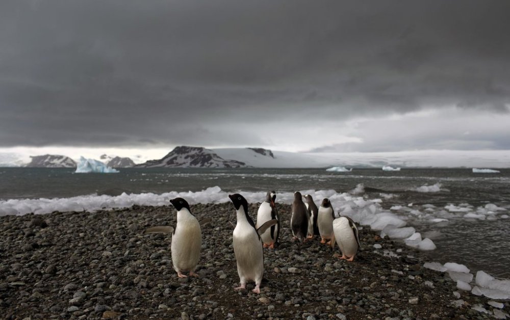 FILE - Penguins walk on the shore of Bahia Almirantazgo in Antarctica on Jan. 27, 2015. (AP Photo/Natacha Pisarenko, File)