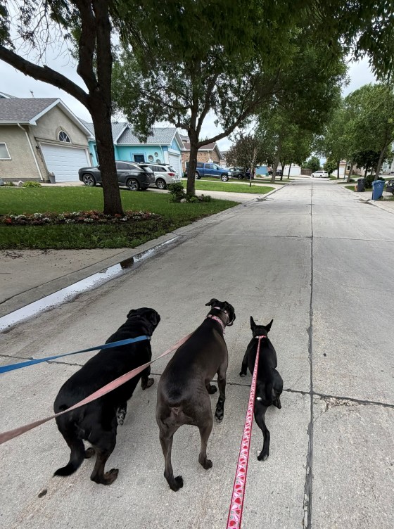 Bodie, Piper and Ruby are now BFFs. (Mike McIntyre / Free Press)