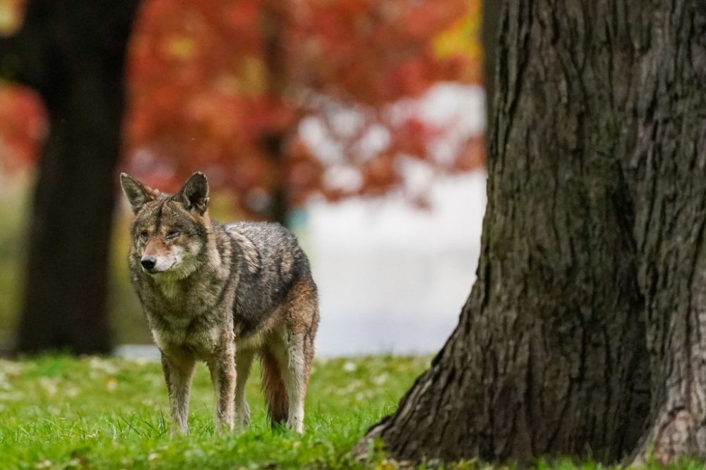 A coyote walks through Coronation Park in Toronto on Wednesday, November 3, 2021. THE CANADIAN PRESS/Evan Buhler
