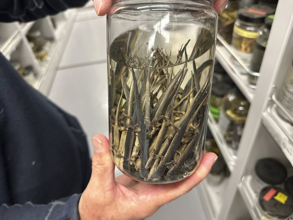 Greg Schneider, research museum collections manager for the University of Michigan Museum of Zoology's division of reptiles and amphibians, holds a jar containing salamander specimens, Wednesday, Oct. 18, 2023, in Ann Arbor, Mich. THE CANADIAN PRESS/AP-Mike Householder