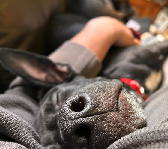 Ruby has a big heart and even bigger ears. (Mike McIntyre / Free Press)