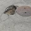 ’Lost all faith’: Nine months after reported, barricaded pothole remains on city street