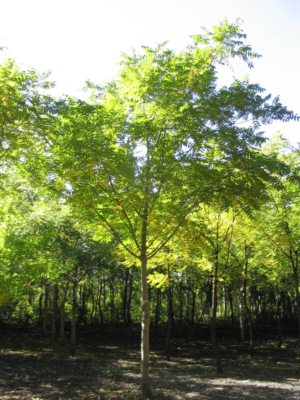 Rick Durand photo
                                Butternut trees are the hardiest of the walnut species growing on the Prairies.