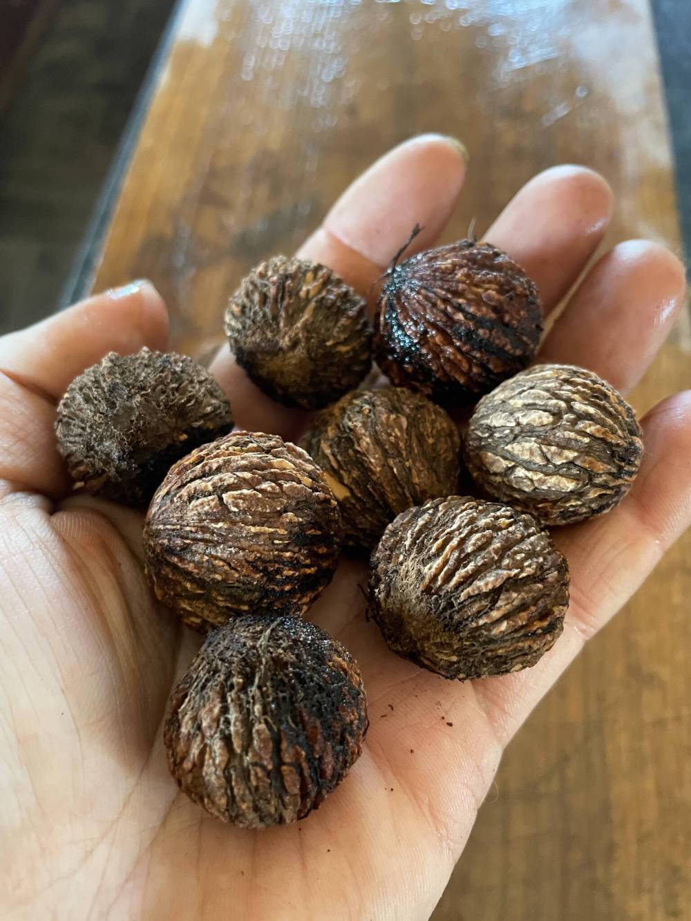 Oak Summit Nursery photo
                                Oak Summit Nursery sells nuts from the Manitoba black walnut for planting — eight to a bag.