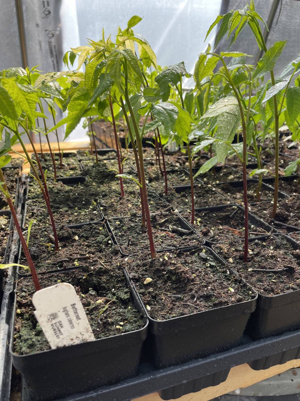 Oak Summit Nursery photo
                                These one-year-old butternut seedlings will grow into larger trees that produce edible nuts with a creamy, buttery taste.